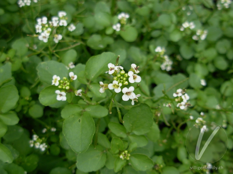Echte Brunnenkresse: Übersicht